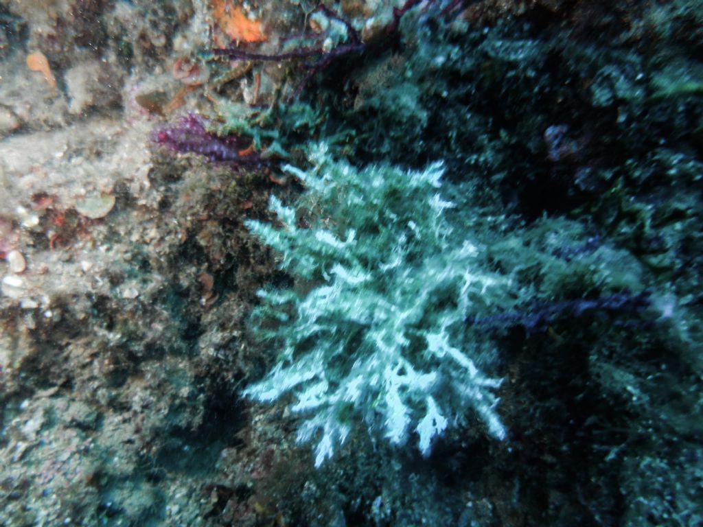 che sono questi epibionti o parassiti su Paramuricea clavata -25 m argentarola ARGENTARIO